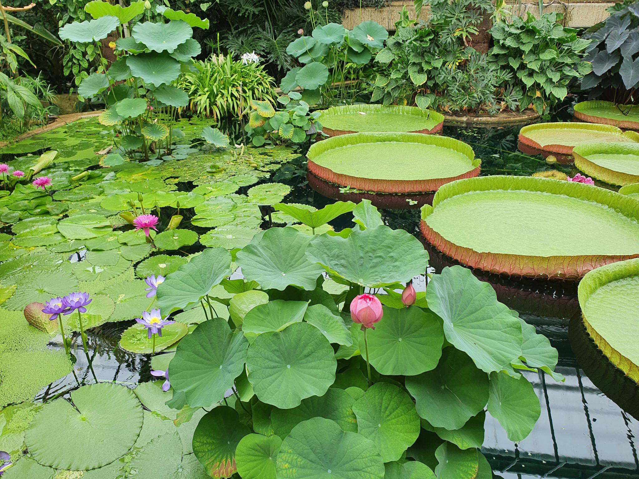 A Walk In Kew Gardens: Water Lilies – Gochugaru Girl